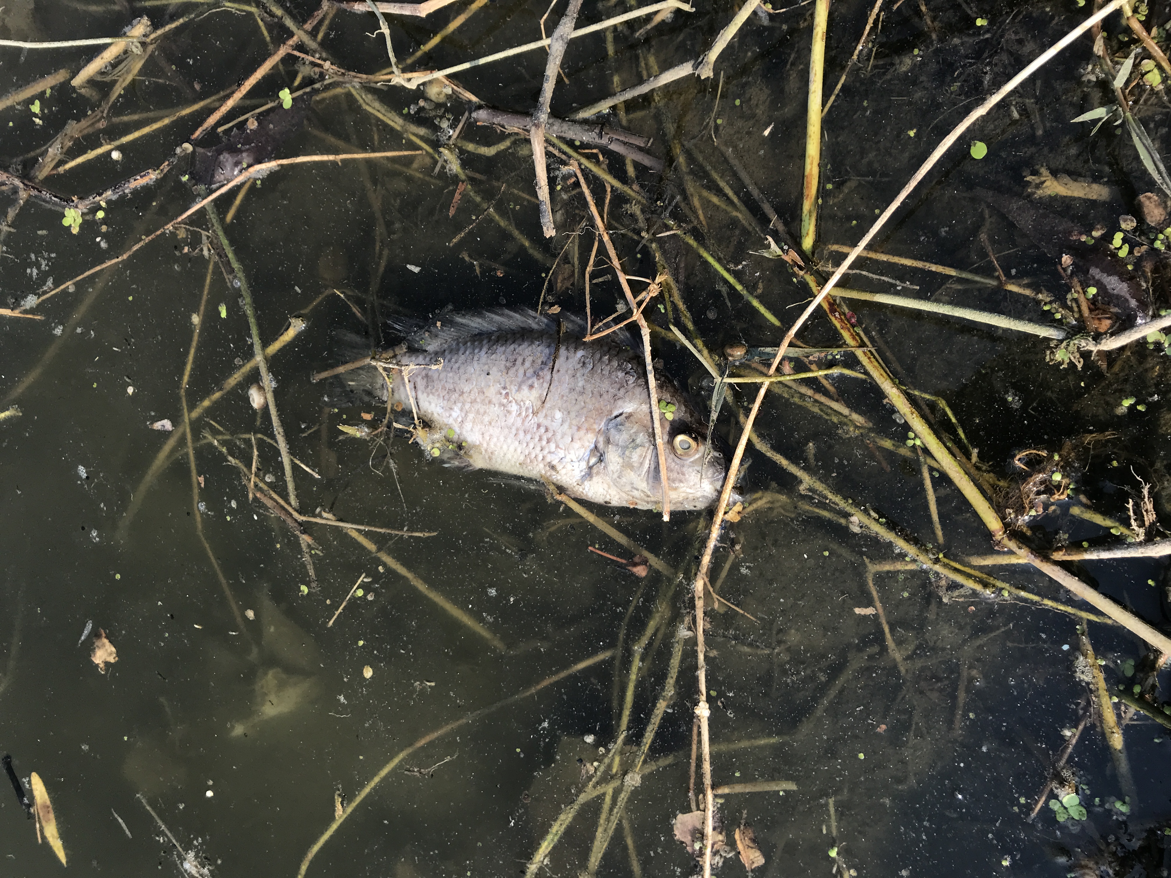 #1 - #5 Cleanup Drives, Ameenpur Lake, Hyderabad, India.